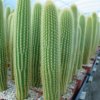 Weberbauerocereus_johnsonii